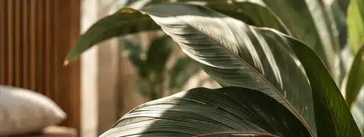 Détail de feuillage tropical aux nuances naturelles