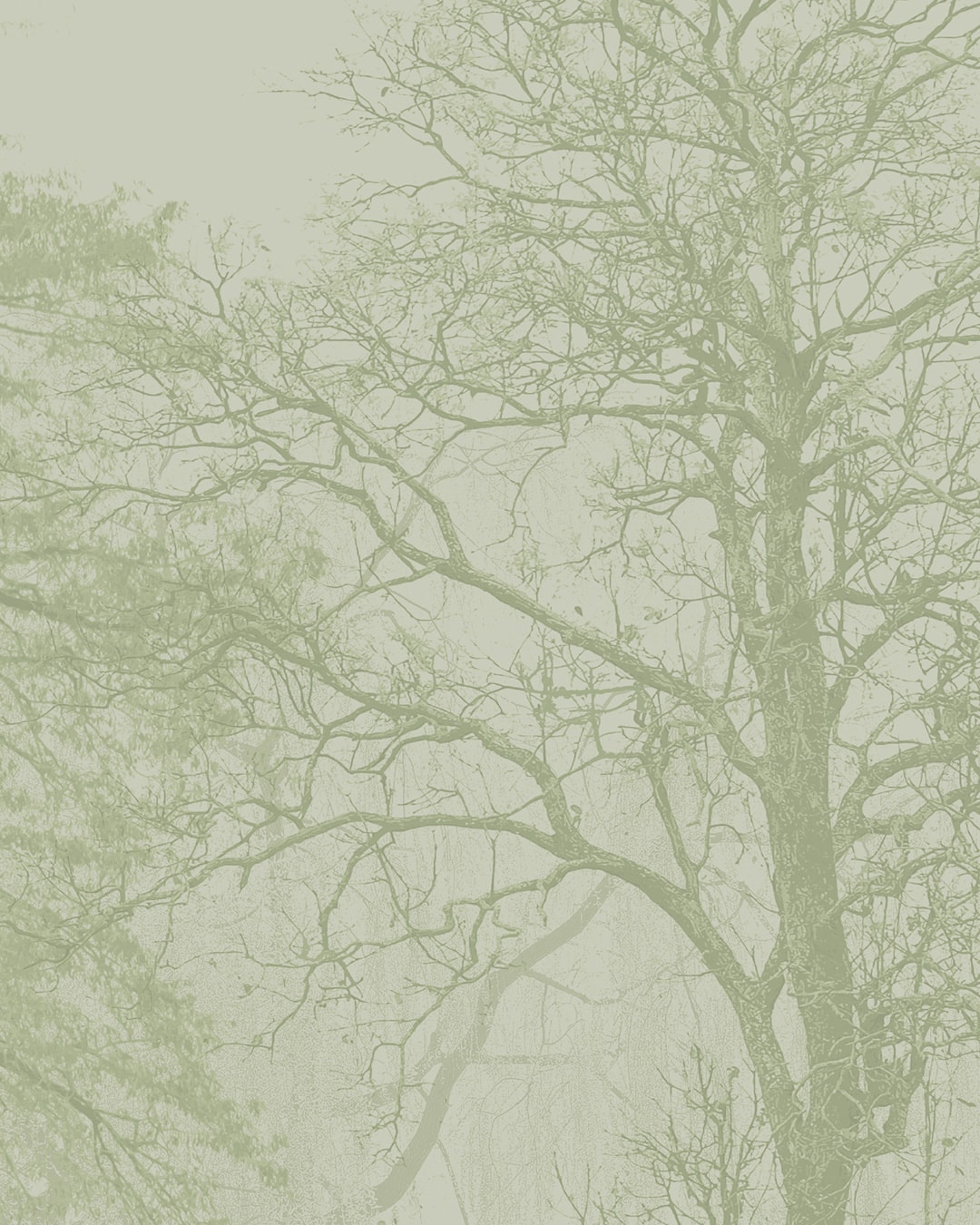 Papier peint panoramique contemporain nature foret de grands arbres vert d'eau