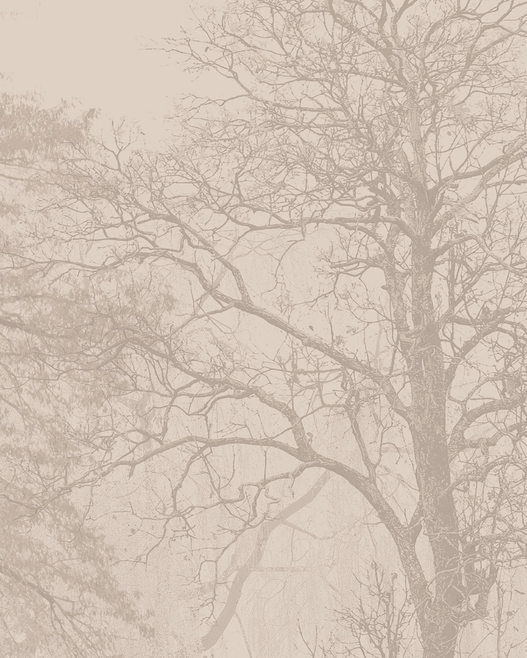 Papier peint panoramique contemporain nature foret de grands arbres Beige Crème Sable