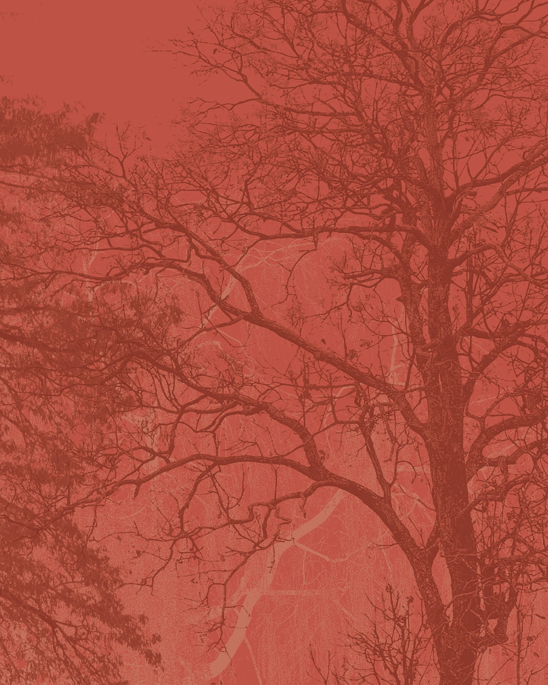 Papier peint panoramique contemporain nature foret de grands arbres Rouge brique
